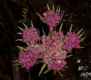 Lomatium columbianum 17-2687